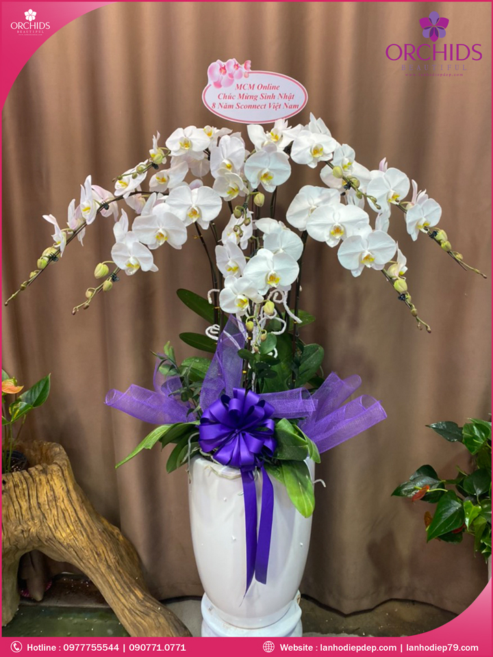 Chậu hoa lan hồ điệp trắng 8 cành