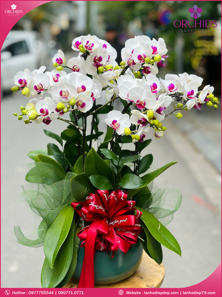 Chậu hoa lan hồ điệp trắng 8 cành