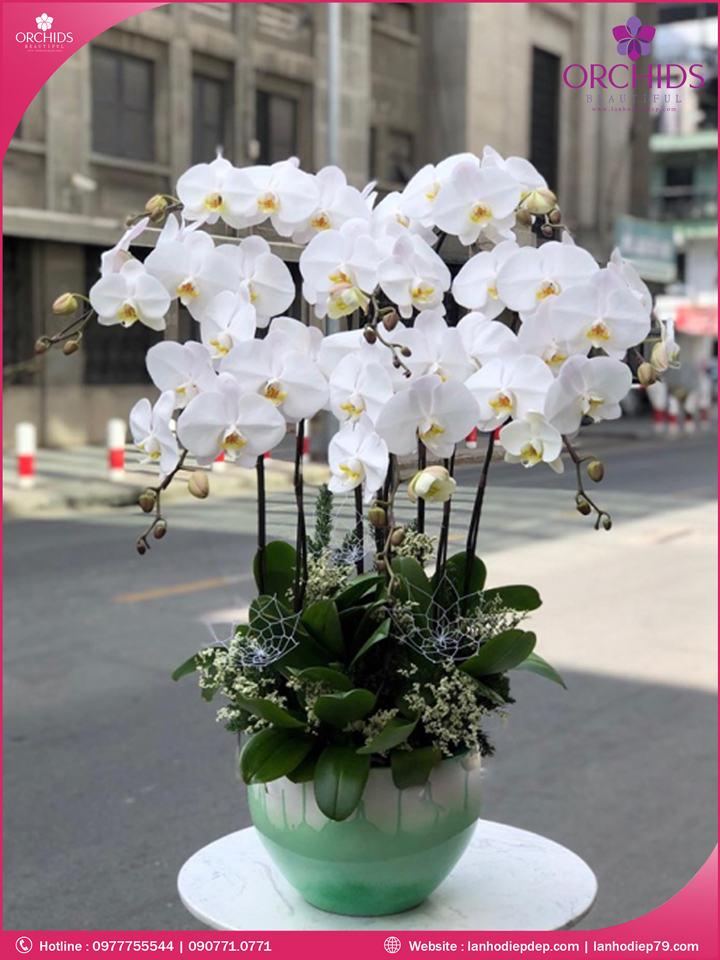 Chậu hoa lan hồ điệp trắng 8 cành