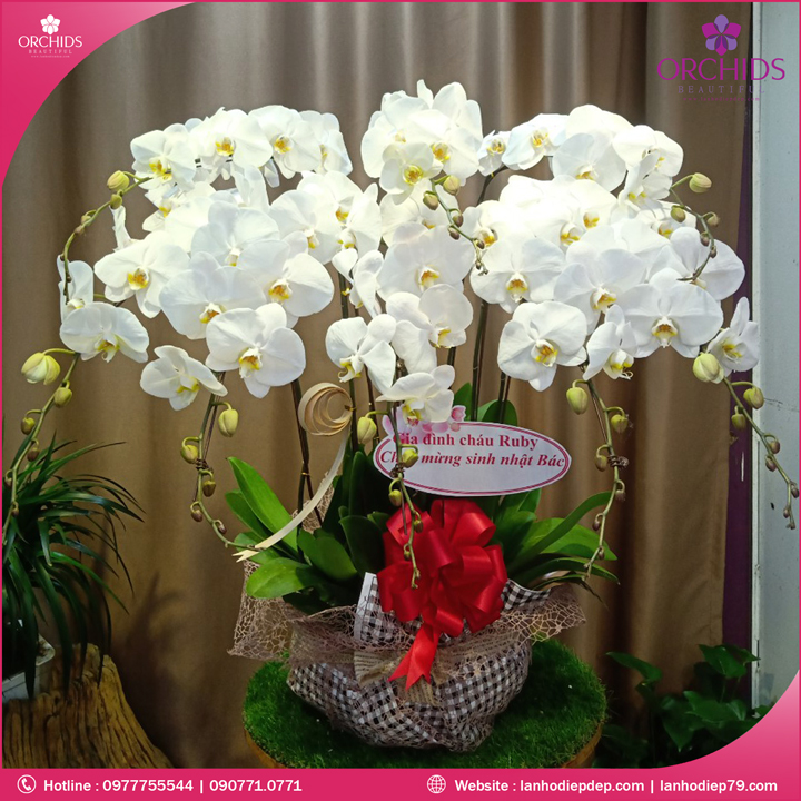 Chậu hoa lan hồ điệp trắng 8 cành