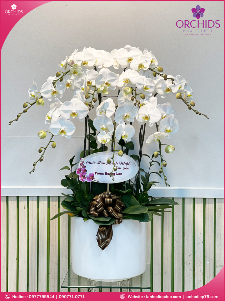 Chậu hoa lan hồ điệp trắng 9 cành