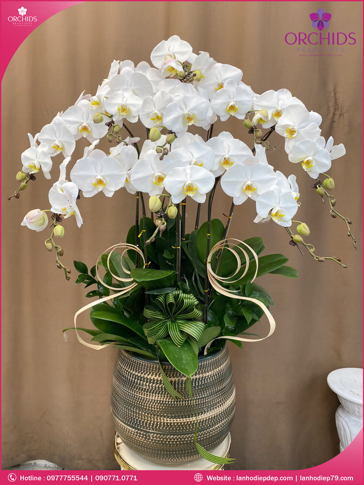 Chậu hoa lan hồ điệp trắng 9 cành
