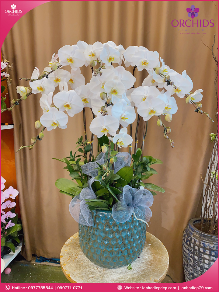 Chậu hoa lan hồ điệp trắng 9 cành