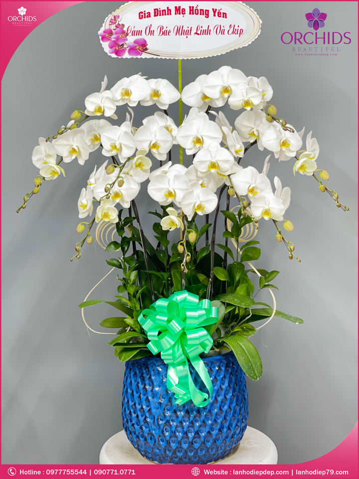 Chậu hoa lan hồ điệp trắng 9 cành