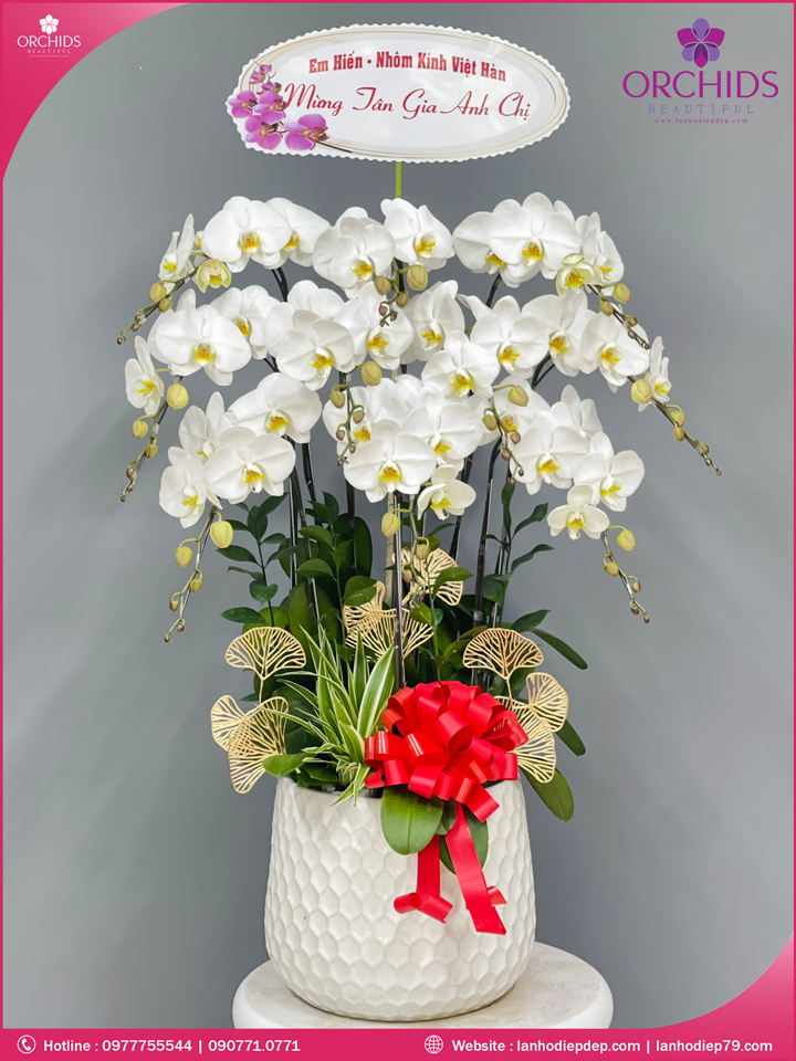 Chậu hoa lan hồ điệ trắng 9 cành