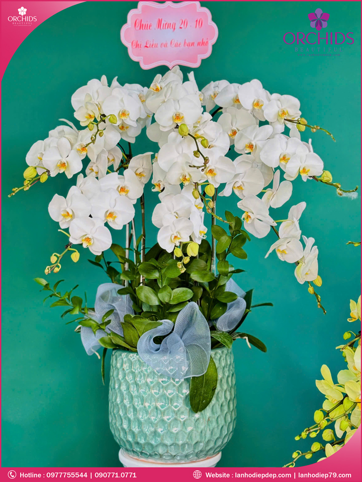Chậu hoa lan hồ điệp trắng 9 cành