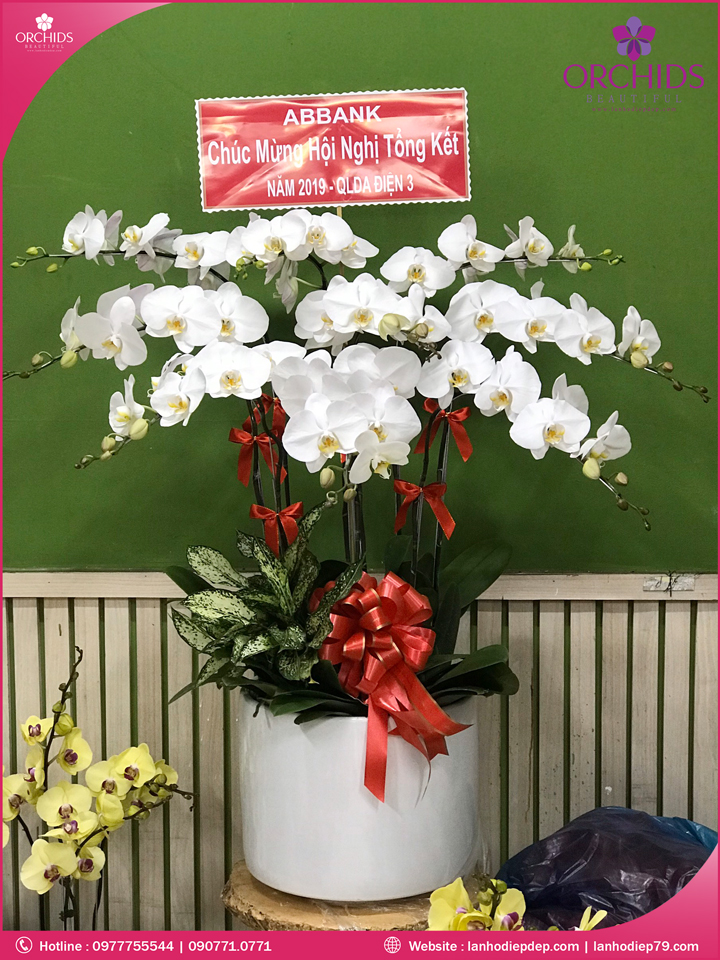 Chậu hoa lan hồ điệp trắng 9 cành