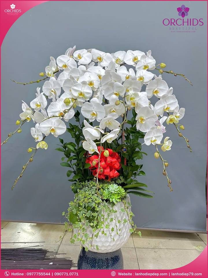 Chậu hoa lan hồ điệp trắng 9 cành