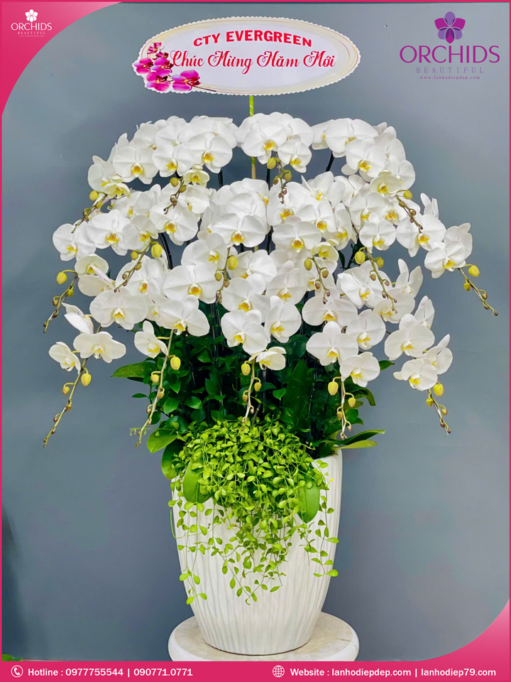 Chậu hoa lan hồ điệp trắng 15 cành