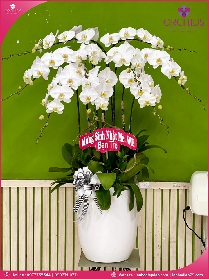 Chậu hoa lan hồ điệp trắng 9 cành