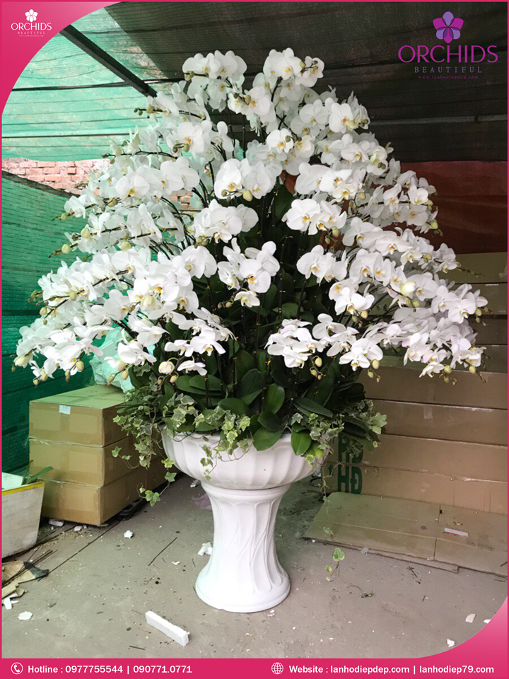 Chậu hoa lan hồ điệp trắng 99 cành