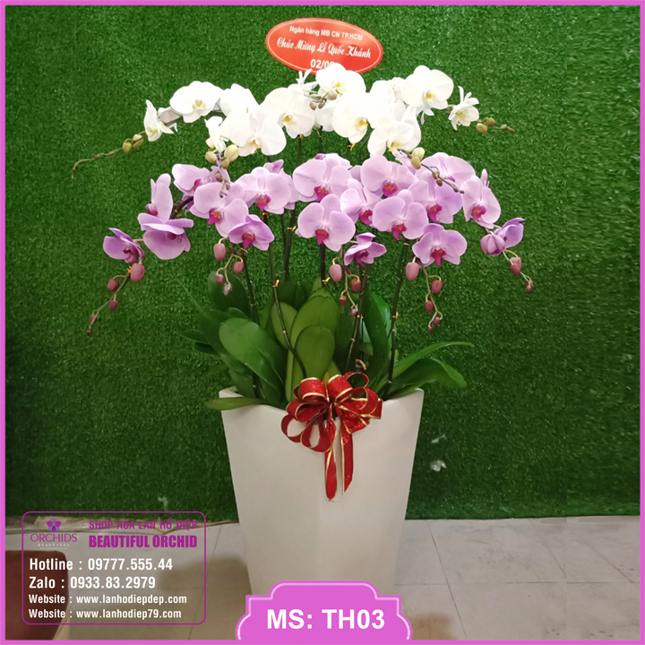 Chậu hoa lan hồ điệp màu trắng hồng 10 cành siêu đẹp