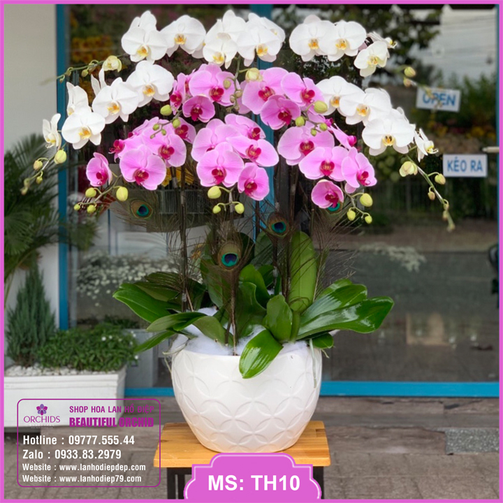 Shop hoa lan hồ điệp tại Hà Nội bán chậu lan hồ điệp 10 cành màu trắng hồng rất đẹp