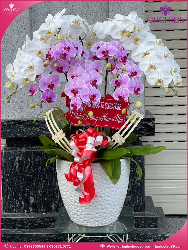 Chậu hoa lan hồ điệp trắng hồng 10 cành