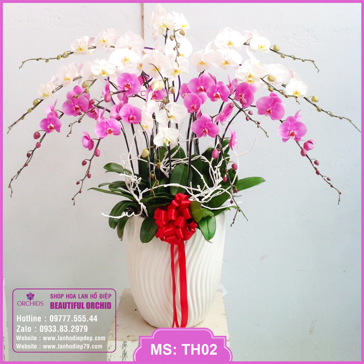 Bán lan hồ điệp giá rẻ - Chậu hoa lan hồ điệp đẹp màu trắng hồng