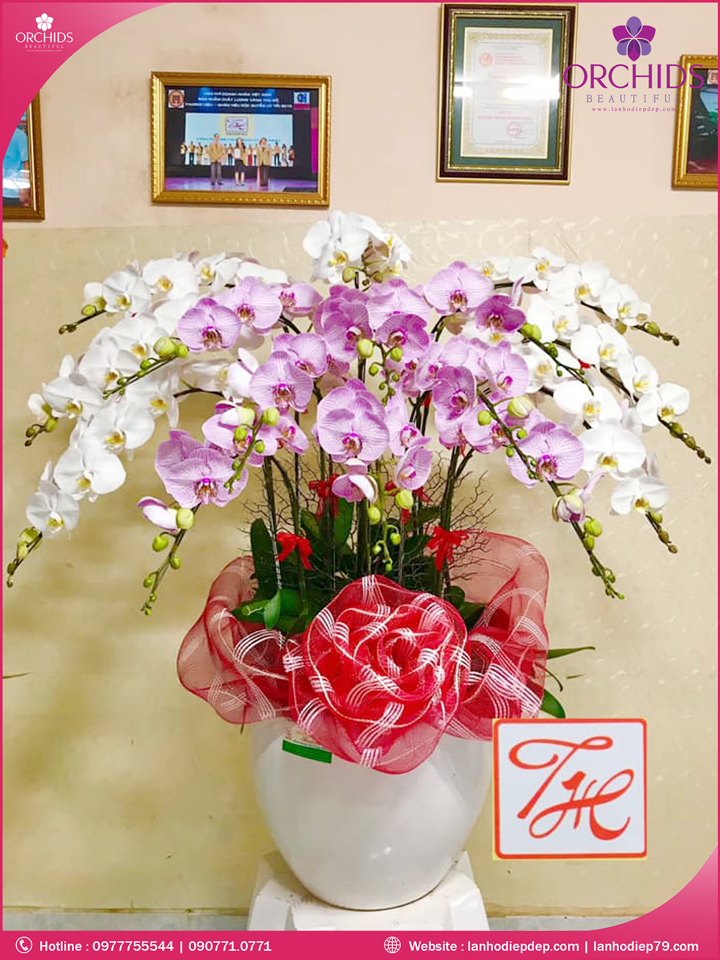 Chậu hoa lan hồ điệp trắng hồng 15 cành