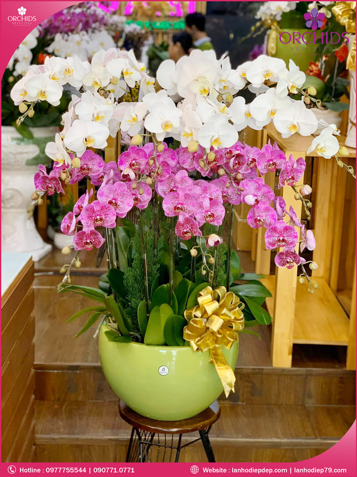 Chậu hoa lan hồ điệp trắng hồng 15 cành