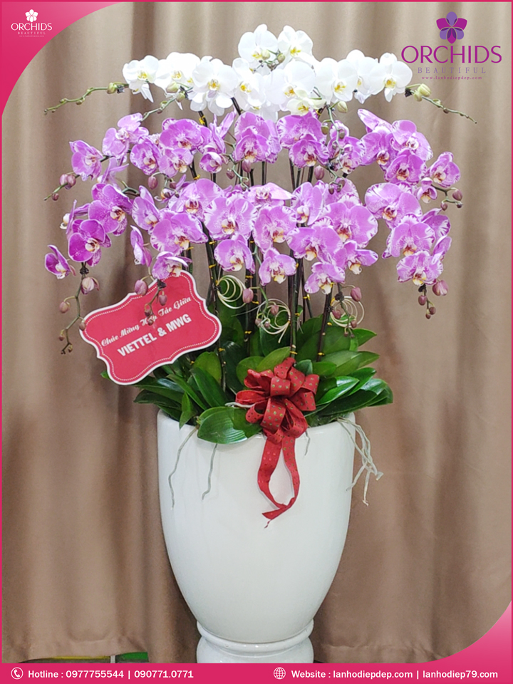 Chậu hoa lan hồ điệp trắng hồng 15 cành