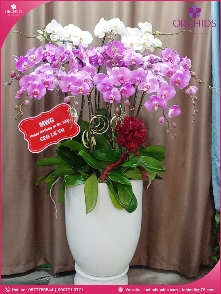 Chậu hoa lan hồ điệp trắng hồng 15 cành