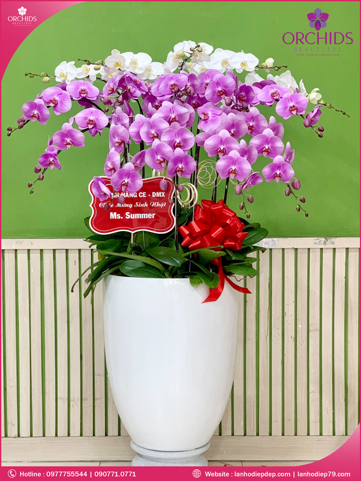 Chậu hoa lan hồ điệp trắng hồng 15 cành