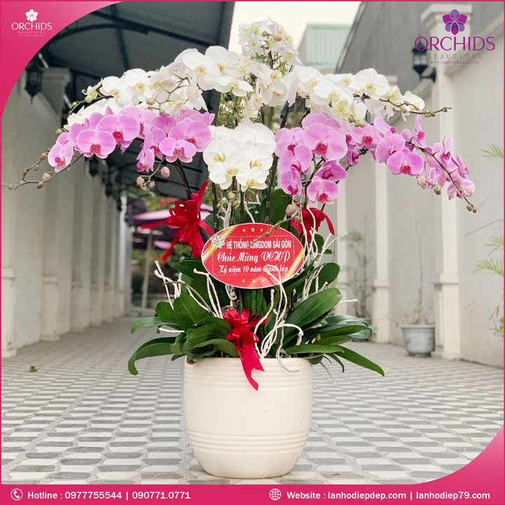 Chậu hoa lan hồ điệp trắng hồng 15 cành