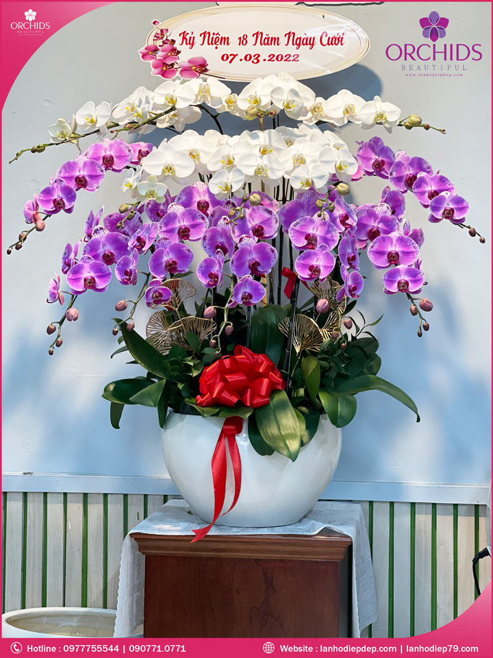 Chậu hoa lan hồ điệp trắng hồng 15 cành