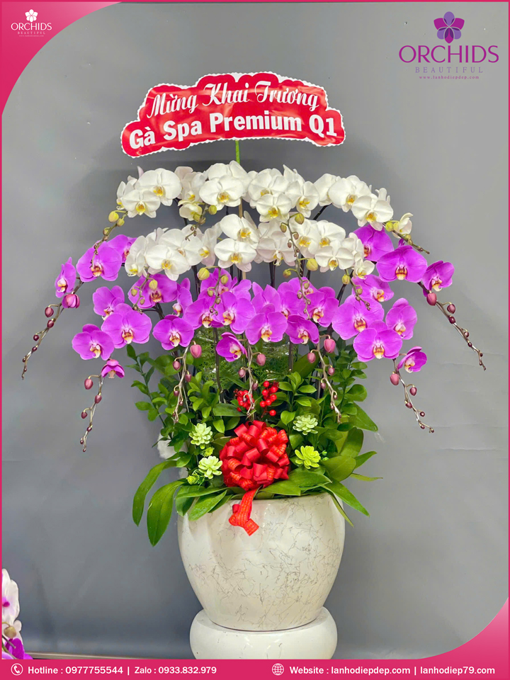 Chậu hoa lan hồ điệp trắng hồng 15 cành TH67