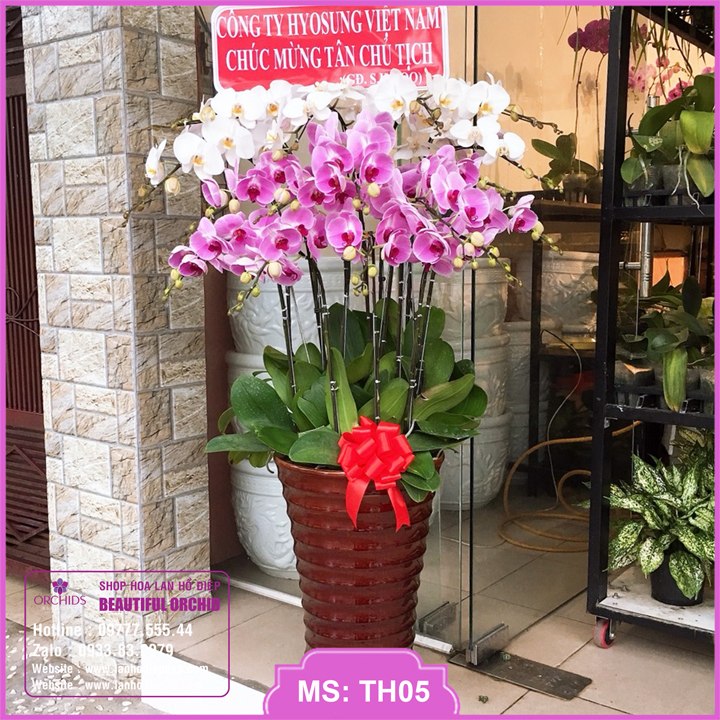 Chậu hoa lan đẹp tặng khai trương, chậu lan hồ điệp 16 cành màu trắng hồng