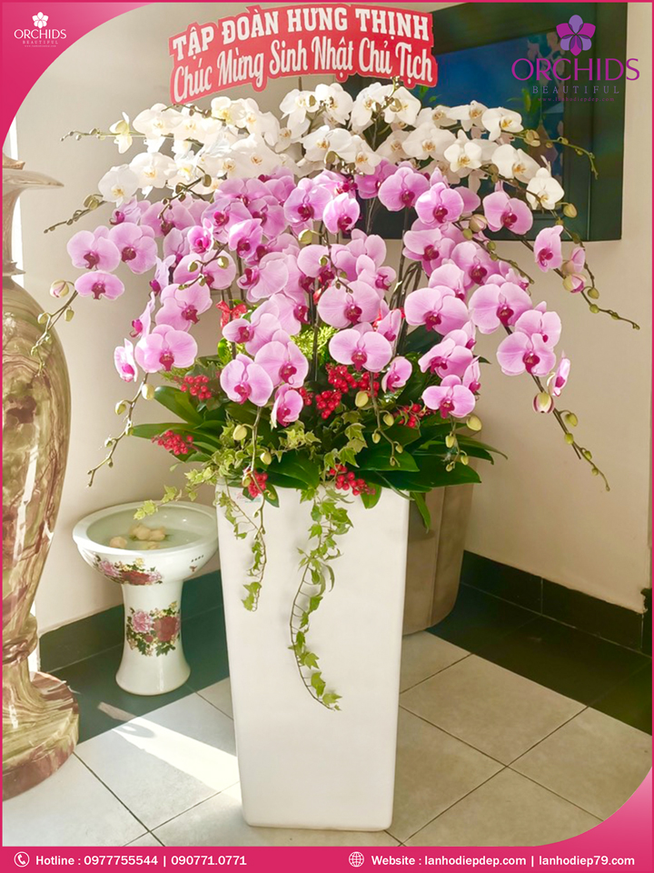 Chậu hoa lan hồ điệp trắng hồng 20 cành