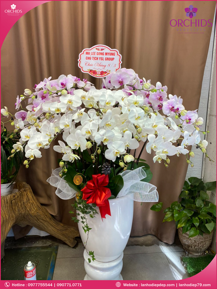 Chậu hoa lan hồ điệp trắng hồng 20 cành