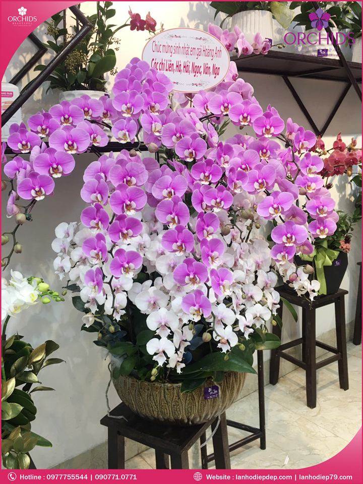 Chậu hoa lan hồ điệp trắng hồng 25 cành