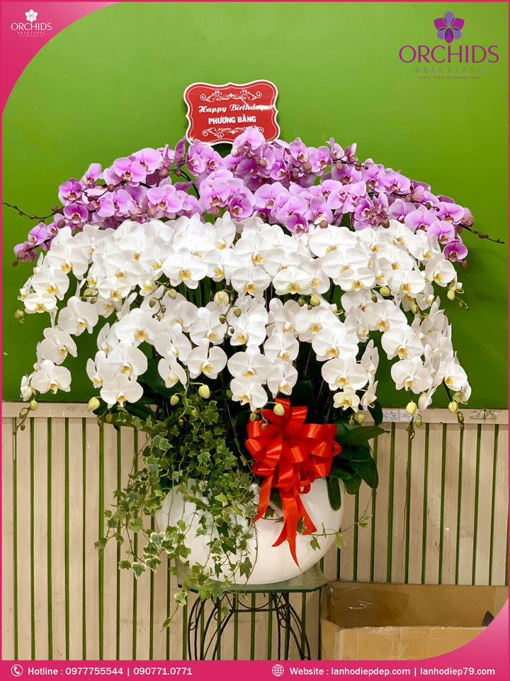 Chậu hoa lan hồ điệp trắng hồng 30 cành