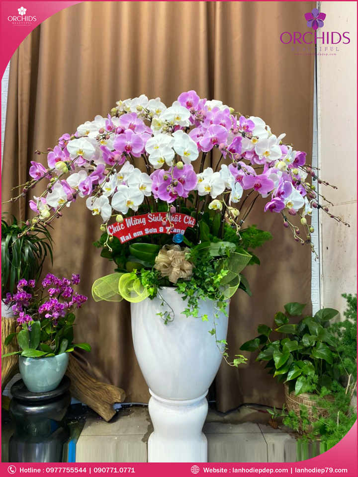 Chậu hoa lan hồ điệp trắng hồng 30 cành