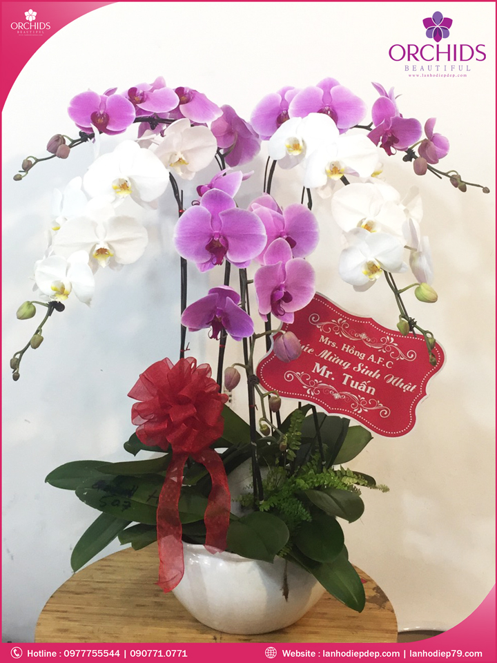 Chậu hoa lan hồ điệp trắng hồng 5 cành