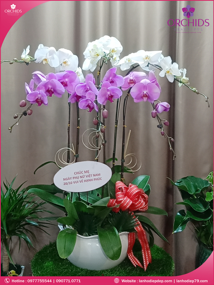 Chậu hoa lan hồ điệp trắng hồng 6 cành