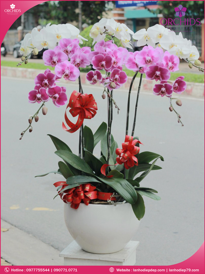Chậu hoa lan hồ điệp trắng hồng 6 cành