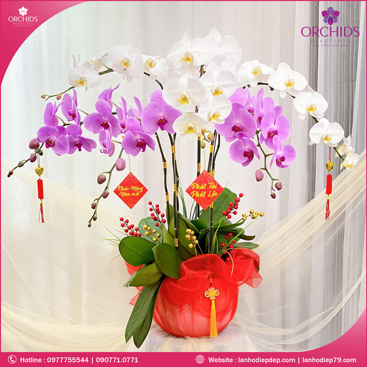Chậu hoa lan hồ điệp trắng hồng 6 cành