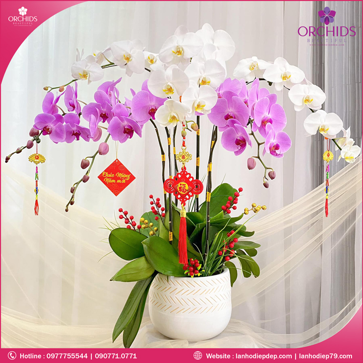 Chậu hoa lan hồ điệp trắng hồng 6 cành