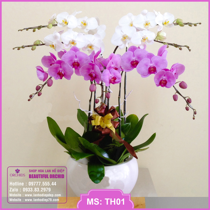 Chậu hoa lan hồ điệp trắng hồng 7 cành