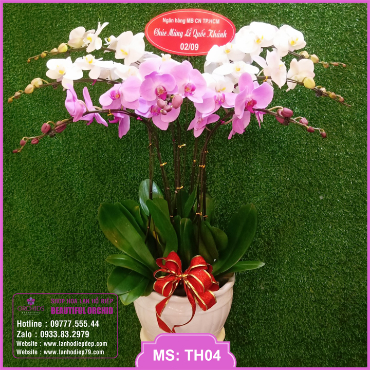Chậu hoa lan hồ điệp 7 cành màu trắng hồng tặng sinh nhật bạn gái, chúc mừng sinh nhật