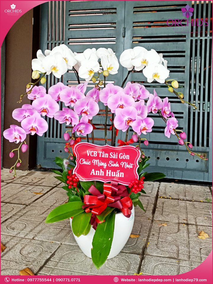 Chậu hoa lan hồ điệp trắng hồng 7 cành