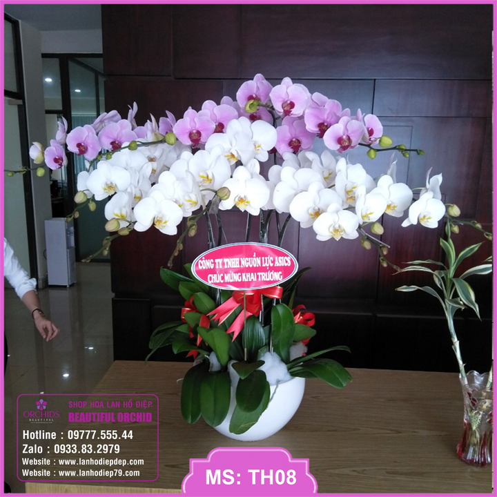 Chậu hoa lan hồ điệp đẹp 2 màu trắng hồng