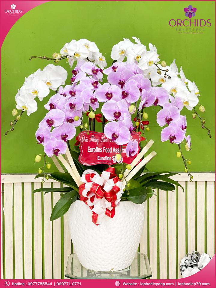 Chậu hoa lan hồ điệp trắng hồng 9 cành
