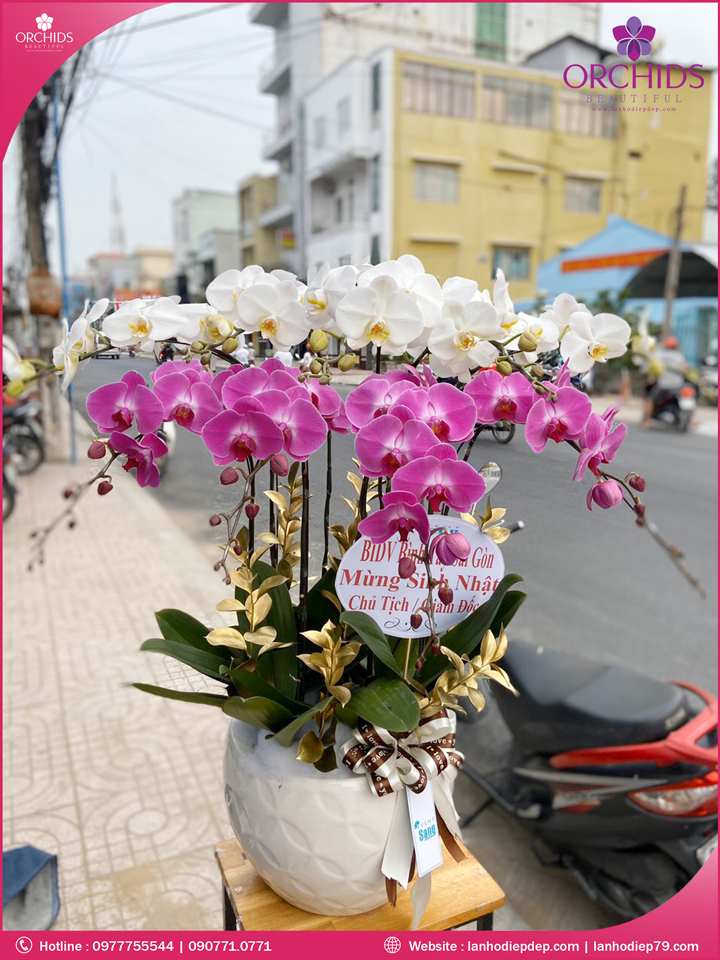 Chậu hoa lan hồ điệp trắng hồng 9 cành