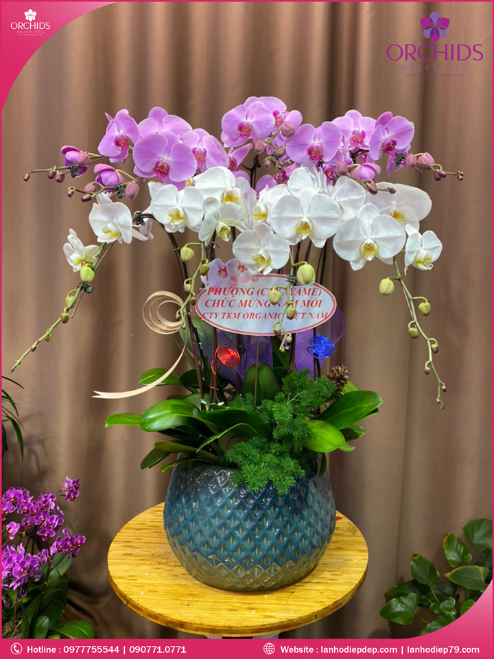 Chậu hoa lan hồ điệp trắng hồng 9 cành