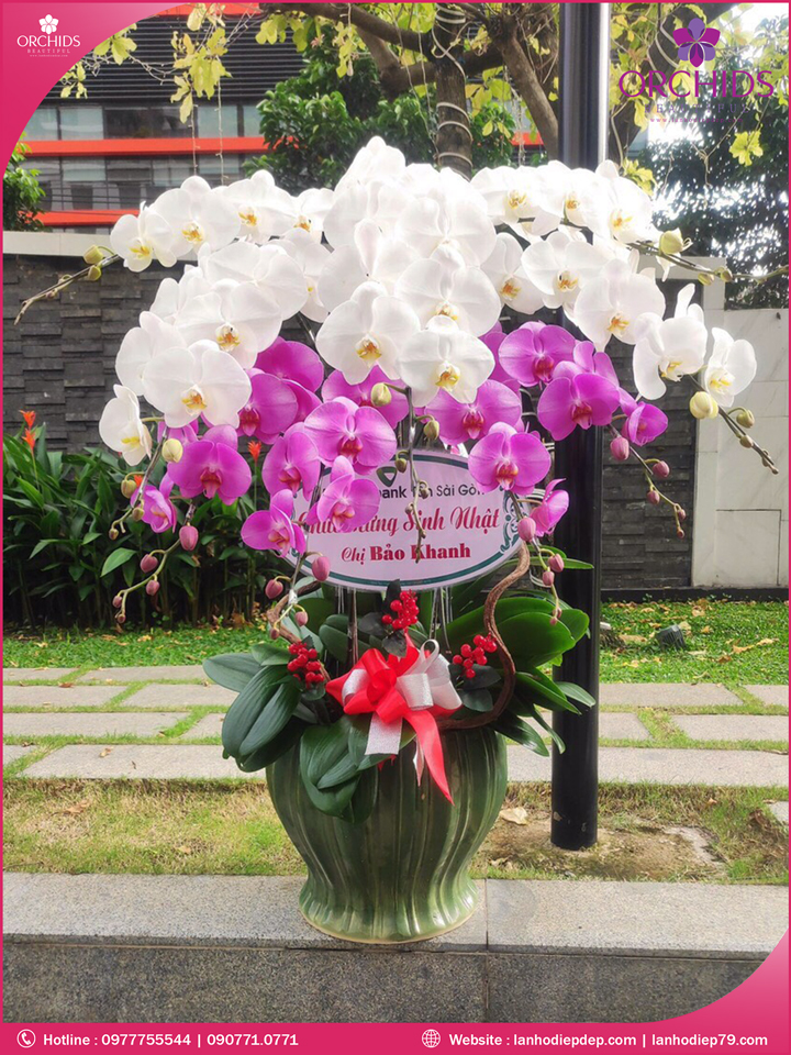 Chậu hoa lan hồ điệp trắng hồng 9 cành