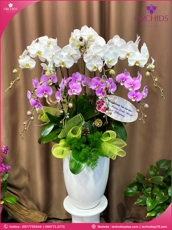 Chậu hoa lan hồ điệp trắng hồng 9 cành