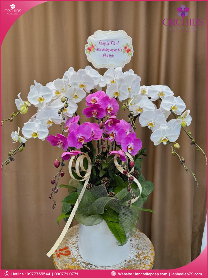 Chậu hoa lan hồ điệp trắng hồng 9 cành