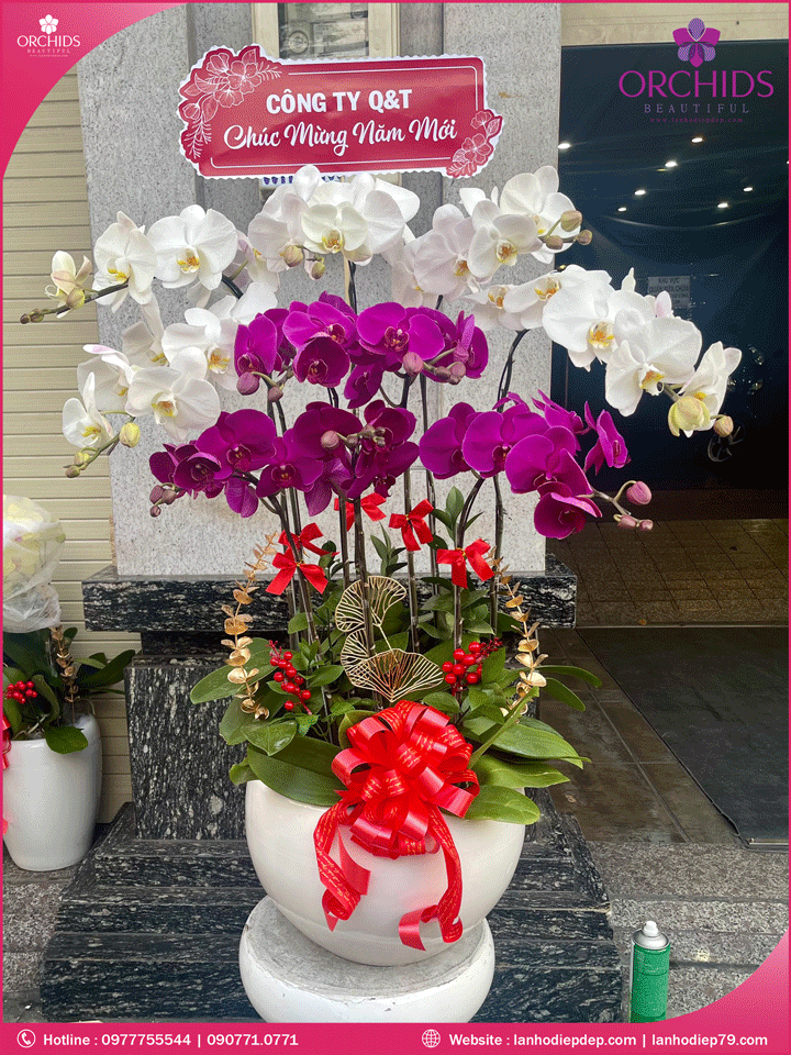 Chậu hoa lan hồ điệp trắng tím 10 cành