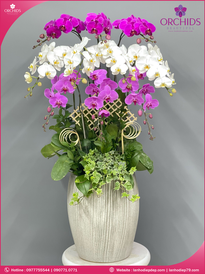 Chậu hoa lan hồ điệp trắng tím 10 cành
